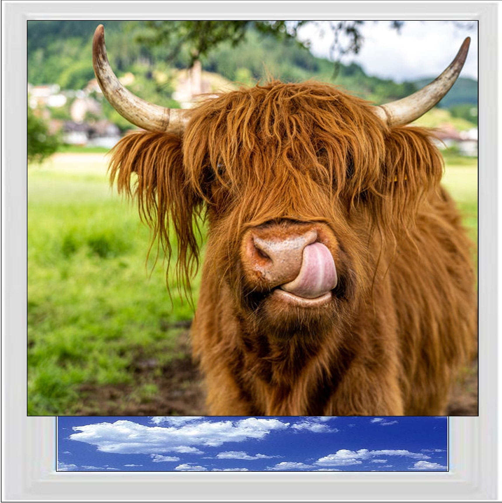 Highland Cow Digitally Printed Photo Roller Blind - UC Blinds