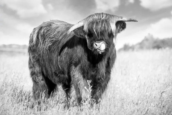 Highland Cow BW Digitally Printed Photo Roller Blind - Image 2